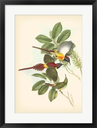 Framed Birds of the Tropics III Print