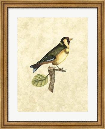 Framed Birds I Print