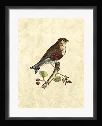 Framed Birds III Print