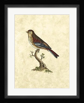 Framed Birds IV Print