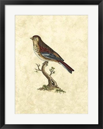 Framed Birds IV Print
