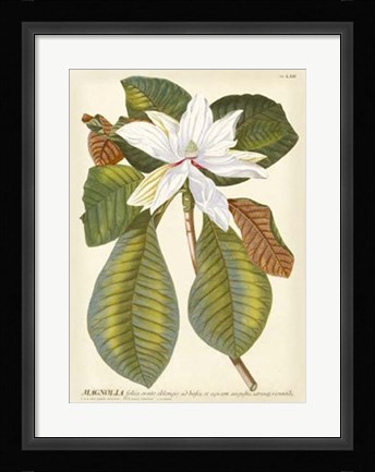 Framed Magnificent Magnolias II Print