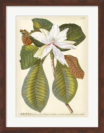 Framed Magnificent Magnolias II Print