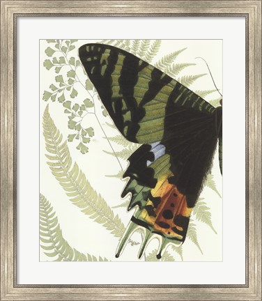 Framed Butterfly Symmetry I Print