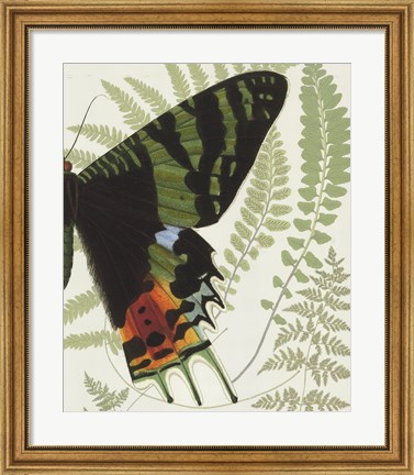 Framed Butterfly Symmetry II Print