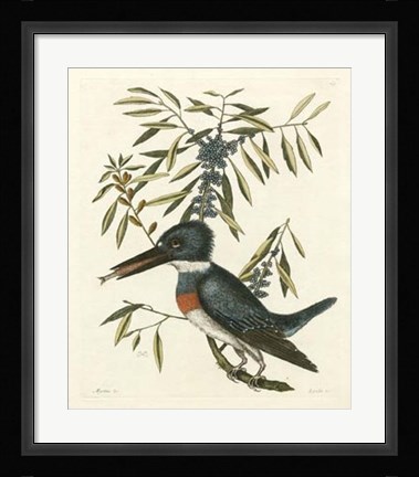 Framed Antique Kingfisher II Print