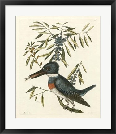 Framed Antique Kingfisher II Print