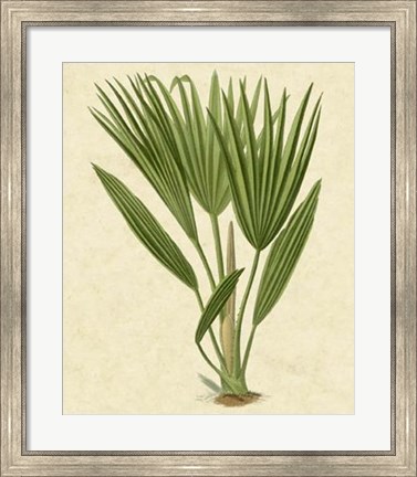 Framed Bourbon Palm Print