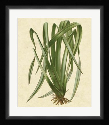 Framed New Zealand Flax Print