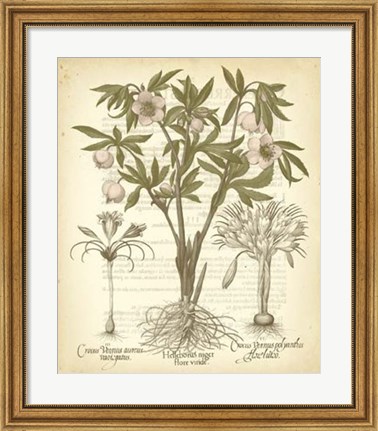 Framed Tinted Besler Botanical I Print