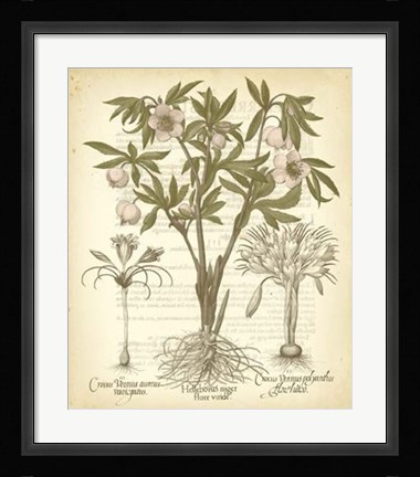 Framed Tinted Besler Botanical I Print