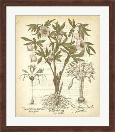 Framed Tinted Besler Botanical I Print