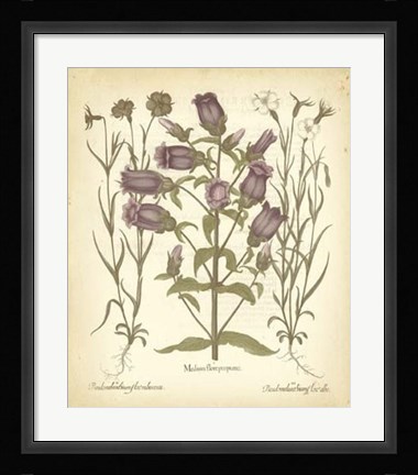 Framed Tinted Besler Botanical II Print