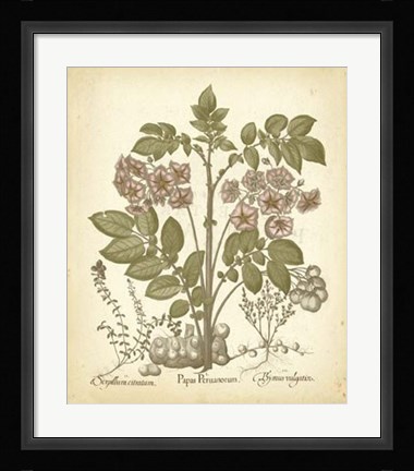 Framed Tinted Besler Botanical III Print