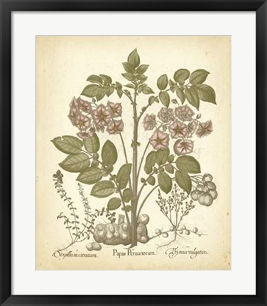 Framed Tinted Besler Botanical III Print