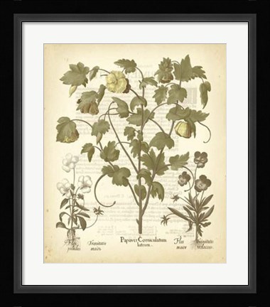 Framed Tinted Besler Botanical IV Print