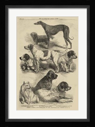 Framed International Dog Show I Print
