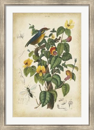 Framed Antique Bird in Nature III Print