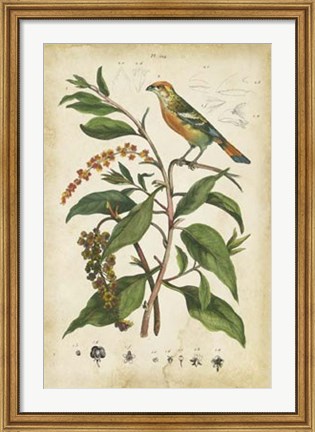 Framed Antique Bird in Nature IV Print