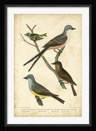 Framed Wilson's Flycatcher Print