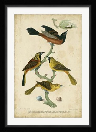 Framed Wilson's Orchard Oriole Print