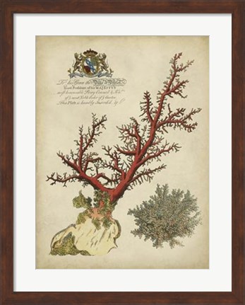 Framed Imperial Coral II Print