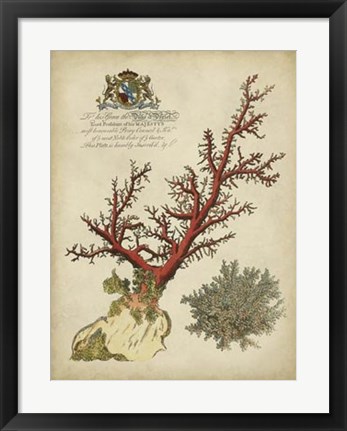 Framed Imperial Coral II Print