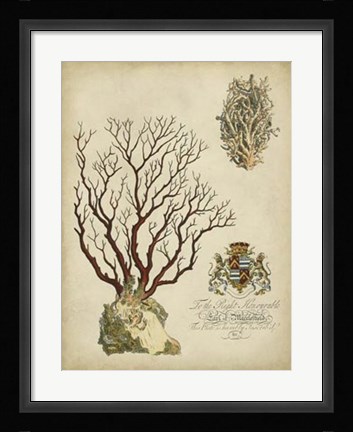 Framed Imperial Coral III Print