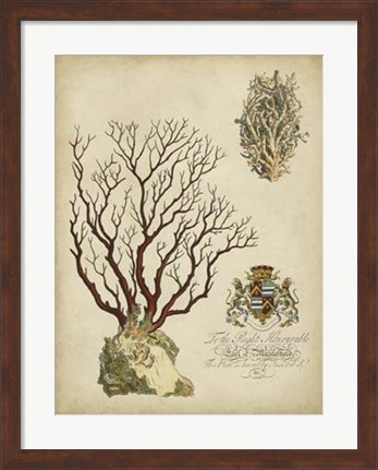 Framed Imperial Coral III Print