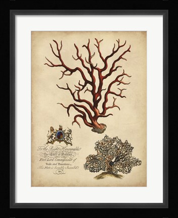 Framed Imperial Coral IV Print