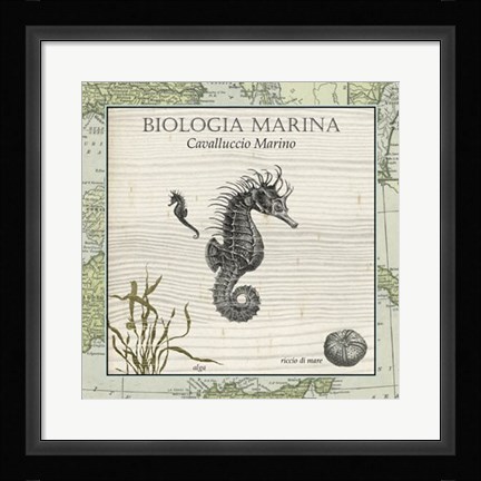 Framed Biologia Marina III Print