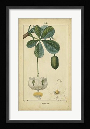 Framed Vintage Turpin Botanical II Print