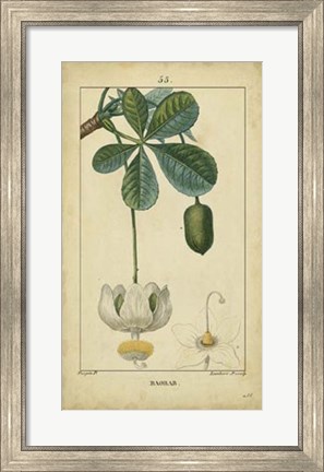 Framed Vintage Turpin Botanical II Print