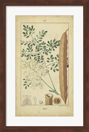 Framed Vintage Turpin Botanical V Print