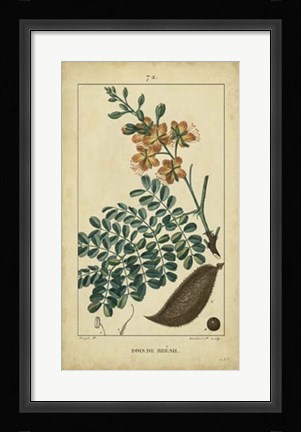 Framed Vintage Turpin Botanical VI Print