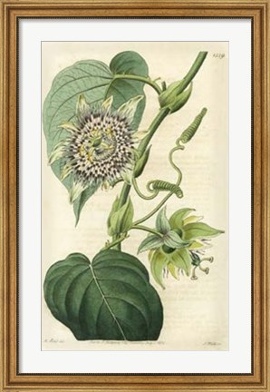 Framed Antique Passionflower I Print