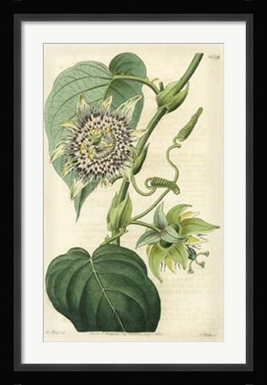 Framed Antique Passionflower I Print