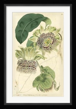 Framed Antique Passionflower II Print