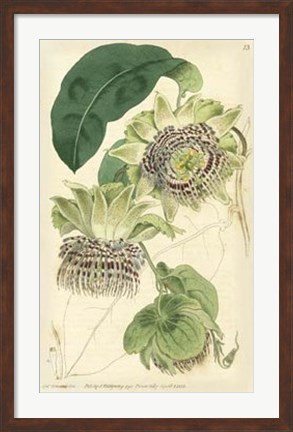 Framed Antique Passionflower II Print