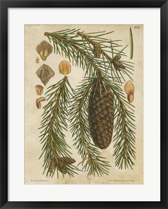 Framed Vintage Conifers I Print