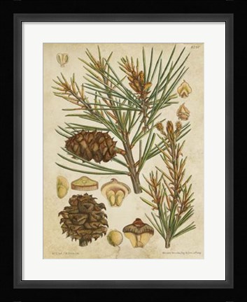 Framed Vintage Conifers II Print