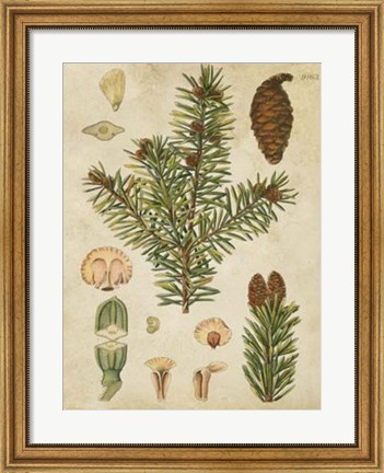 Framed Vintage Conifers III Print