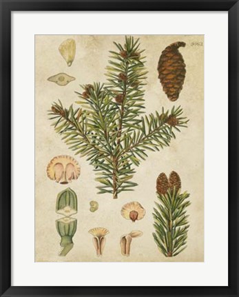 Framed Vintage Conifers III Print
