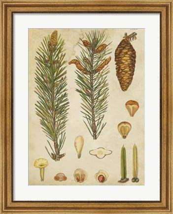 Framed Vintage Conifers IV Print