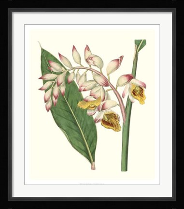 Framed Tropical Nodding Renealmia Print