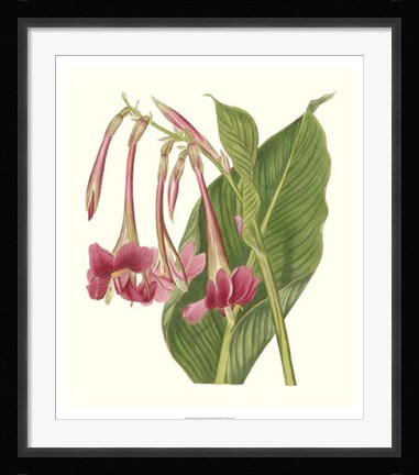 Framed Tropical Indian Reed Print
