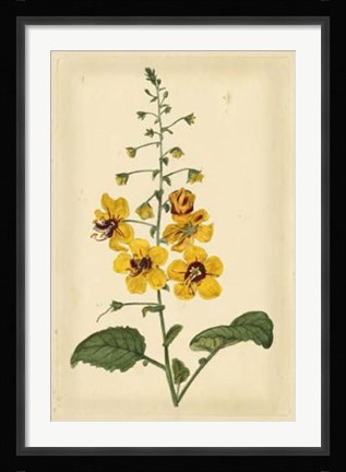 Framed Floral Varieties I Print