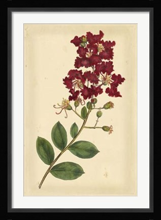 Framed Floral Varieties II Print