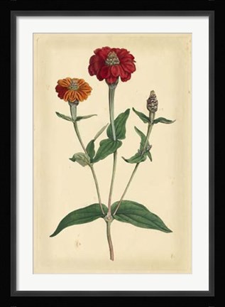 Framed Floral Varieties III Print