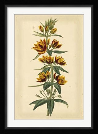 Framed Floral Varieties IV Print